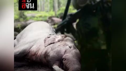 ฆ่าช้างตายด้วยอาก้า เขตรักษาพันธุ์สัตว์ป่าบุณฑริก-ยอดมน