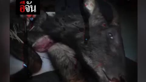 ใจอำมหิต ยิง ชำแหละ เลียงผา