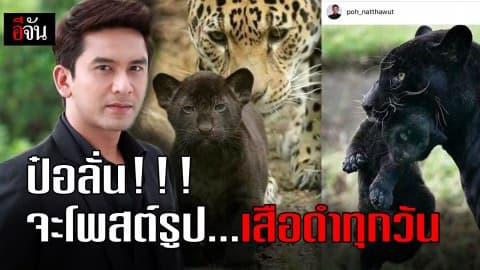 ป๋อลั่น!!! จะโพสต์รูป…เสือดำทุกวัน