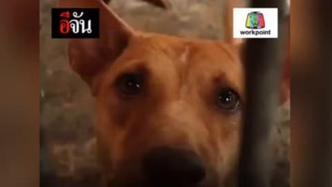 พิษสุนัขบ้า ภัยร้าย…ใกล้ตัว