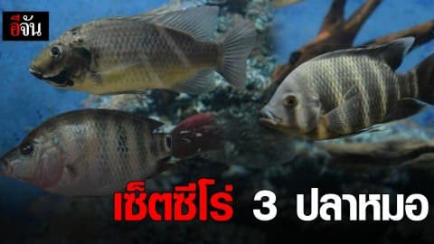 เซ็ตซีโร่ 3 ปลาหมอ