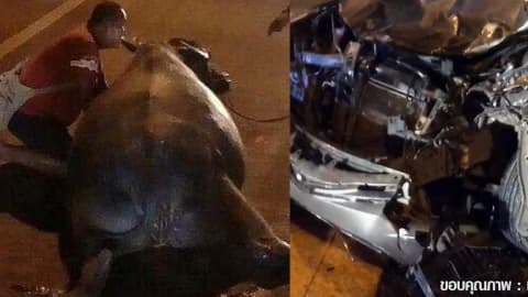 สงสารควายบุญมี ท้องก็แก่ ยังถูกรถชนขาหัก