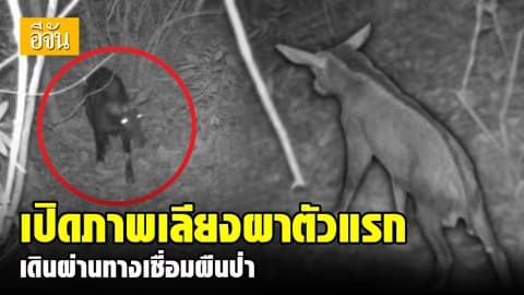 หัวหน้าอุทยานแห่งชาติทับลาน เผยภาพเลียงผาหนุ่มตัวแรก จากกล้อง NCAPS เดินผ่านทางเชื่อมผืนป่า อุโมงค์ลอดเขาใหญ่-ทับลาน