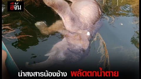 ลูกช้างป่า จมน้ำตายในเขื่อนบางลาง จ.ยะลา