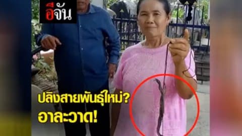 ปลิงสายพันธุ์ใหม่อาละวาด