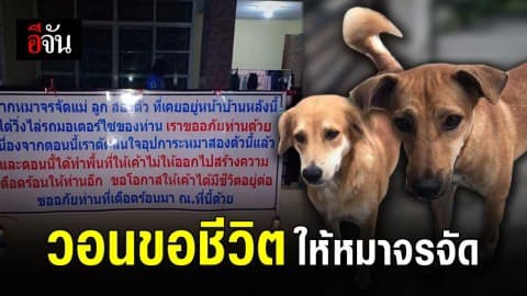สาวใจบุญ ทำป้ายประกาศ ขอชีวิตให้สุนัขแม่-ลูก จรจัด หลังมีคนตามทำร้าย
