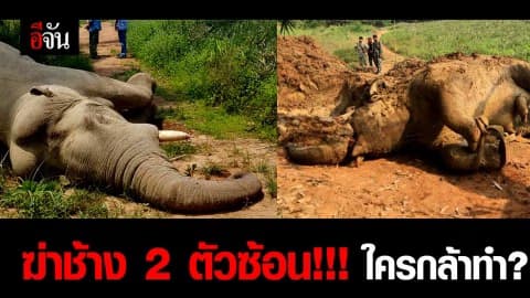 ฆ่าช้าง 2 ตัวซ้อน!!! ใครกล้าทำ?