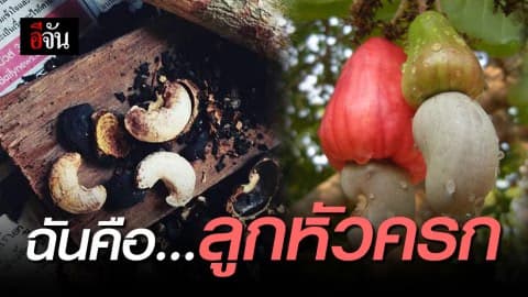 อีจันส่องใต้ พาไปส่อง “ลูกหัวครก” หรือที่รู้จักกันคือ “มะม่วงหิมพานต์”