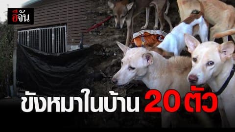 หมากว่า 20 ตัว ถูกขังในบ้านไร้คนดูแล