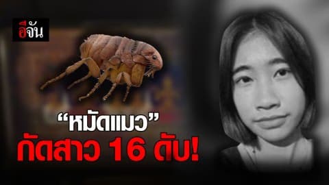 ดับสลด! สาว 16 ถูกหมัดแมวกัด ติดเชื้อในกระแสเลือด