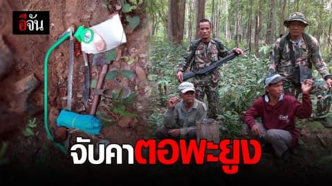 รวบ 2 ผตห. ขุดตอไม้พะยูง อ้าง แค่มาจับกระแตที่อยู่ในตอ