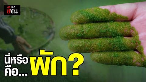 ไข่ผำ ผักพื้นบ้าน สีเขียวอี๋ แต่อร่อยดี