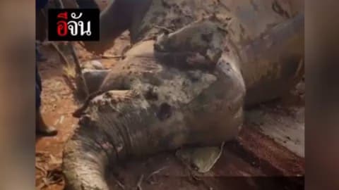 คนแบบไหนกล้าฆ่าช้าง? ฆ่าแล้วยังฆ่าอีก