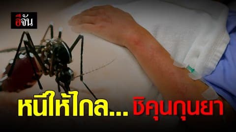 ถอยให้ห่าง หนีให้ไกล…ป้องกันอย่างไรให้ห่างไกล ชิคุนกุนยา