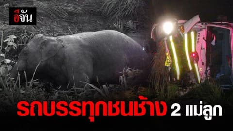 ช้าง 2 แม่ลูก ออกหากิน ถูกรถบรรทุกชนได้รับบาดเจ็บ