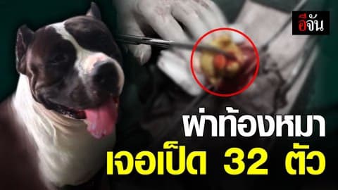หมอโพสต์ ผ่าท้องช่วยหมาบูลลี่ เจอเป็ด 32 ตัว