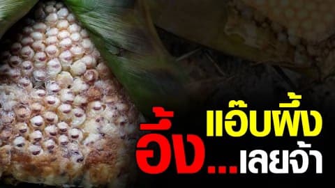 “แอ๊บผึ้ง” กินแล้วอึ้ง ลำแต้ ลำว่า