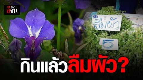 ผักลืมผัว ผักยอดนิยมของคนอีสาน