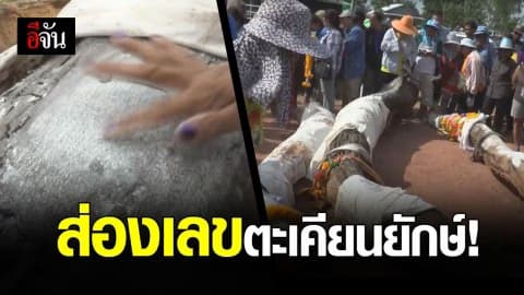 ชาวบ้านฮือ! พบต้นตะเคียนยักษ์จมในคลองหลังวัด