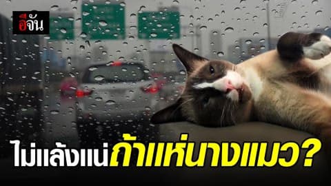 เขาบอกมาว่า ถ้าฝนเเล้งต้องแห่นางแมว