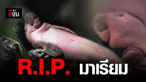 หลับให้สบายนะมาเรียม พะยูนน้อยขี้อ้อนของคนไทย