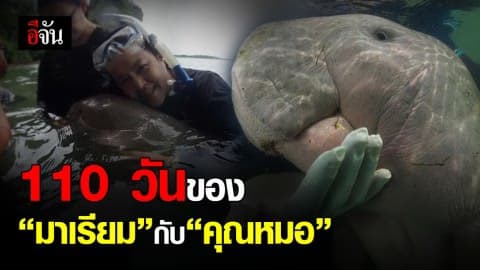 ชะตากรรมของ มาเรียม พะยูนกำพร้า