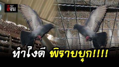 ทำไงดี นกพิราบอาละวาด???