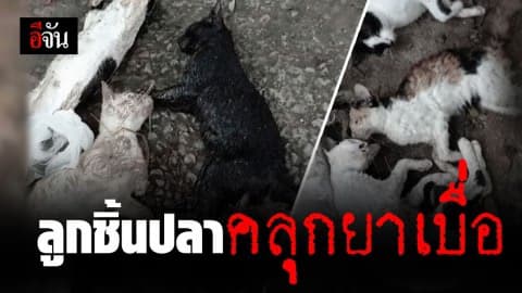 ลูกชิ้นคลุกยาเบื่อ คร่าแมว 15 ชีวิต