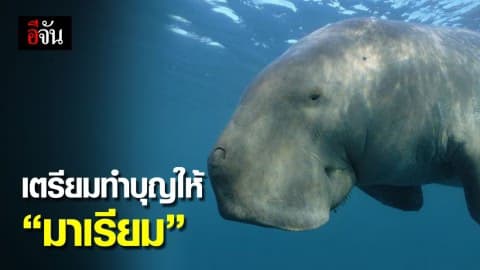 สัตวแพทย์ – ทีมดูแล เตรียมทำบุญให้ “มาเรียม”