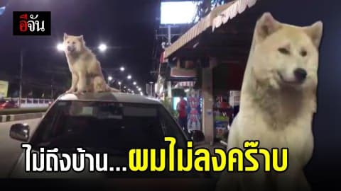 น้องหมาพันธ์บางแก้วปีนหลังคารถ ไม่ยอมลง จนต้องกลับไปส่งที่บ้าน