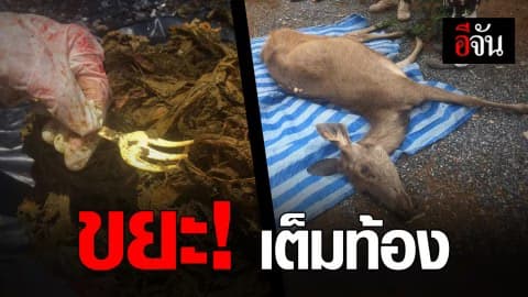 ขยะอีกแล้ว! คร่าชีวิตเจ้ากวาง เผย อัดแน่นในกระเพาะไม่ต่ำกว่า 3 กก.