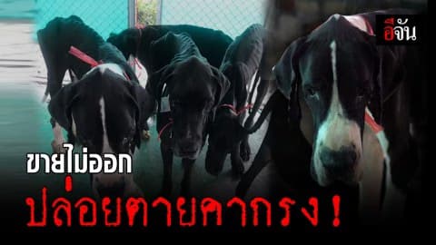 ปศุสัตว์เข้าช่วยเหลือสุนัขพันธุ์เกรทเดน 13 ตัว แล้ว