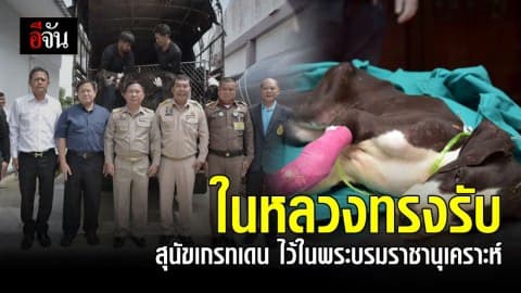 ในหลวง ร.10 ทรงขอรับอุปการะสุนัขเกรทเดน 13 ชีวิต ไว้ในพระบรมราชานุเคราะห์