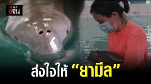 อาการยังน่าห่วง พะยูนน้อย “ยามีล”