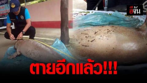 พบซากพะยูนเกยตื้นตายอีกเเล้ว ที่เกาะลิบง จ.ตรัง