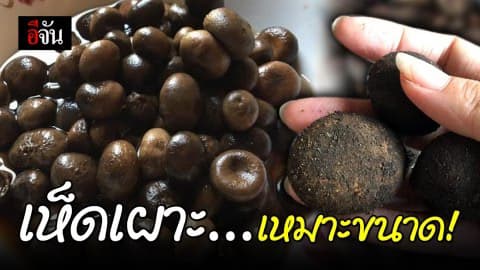 เห็ดเผาะ เคี้ยวดังเป๊าะ รสล้ำ !