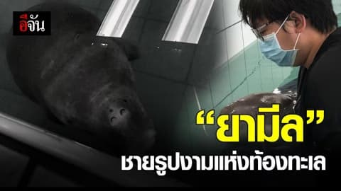 ย้อนชีวิต ยามีล 53 วันแห่งความหวัง