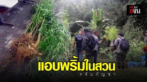 ลอบปลูกกัญชาในสวนหลังบ้าน 22 ต้น