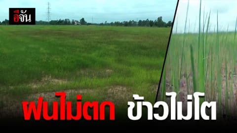 พิจิตรฝนตกไม่เพียงพอต้นข้าวแคระแกน