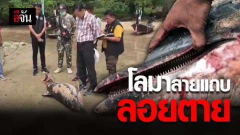 โลมาลายแถบ ลอยตายอ่าวไร่เลย์ จ.กระบี่