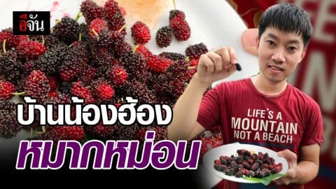 ลูกสีแดง อมเปรี้ยว เขาเรียก ลูกหม่อน หรือ มัลเบอร์รี่กันแน่?