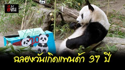 ‘ซินซิง’ แพนด้าที่แก่ที่สุดในโลกฉลองวันเกิดครบ 37 ปี