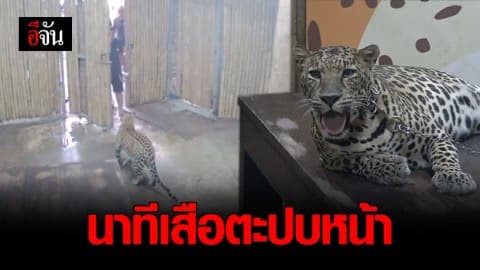 เปิดวงจรปิดนาทีเสือดาวหลุดตะปบเด็กชายอิสราเอลในสวนสัตว์บนเกาะสมุย