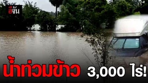 กาฬสินธุ์ อ่วมหนัก! ฝนตกท่วมข้าว 3,000 ไร่