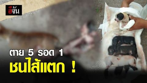 ซึ้ง! สาวช่วยทำคลอดลูกหมาคาถุงน้ำคร่ำ หลังแม่หมาโดนรถชนไส้ทะลัก
