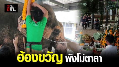 ครบรอบ 20 ปี จัดพิธีฮ้องขวัญช้าง พังโม่ตาลา