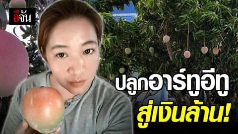 มะม่วงพันธุ์ดี อาร์ทูอีทู ลู่ทางสร้างเงิน