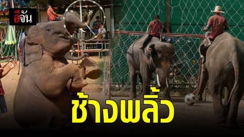 ช้างโชว์เล่นฮูล่าฮูป สุดพลิ้ว เรียกยิ้ม นทท.และผู้ชม