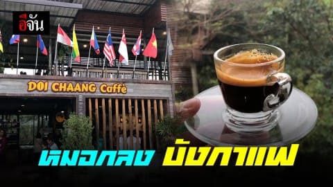 “กาแฟดอยช้าง” หมอกยังบังกาแฟไม่มิด