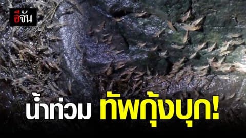 กองทัพกุ้งมหาศาล บุก แก่งลำดวน